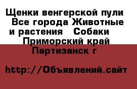 Щенки венгерской пули - Все города Животные и растения » Собаки   . Приморский край,Партизанск г.